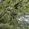 Gros plan sur le feuillage vert panaché de blanc du ZELKOVA serrata 'Variegata'