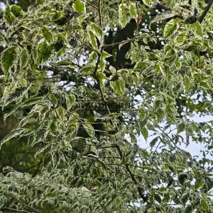 Gros plan sur le feuillage vert panaché de blanc du ZELKOVA serrata 'Variegata'