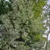 Ravissante vue du dessous des feuilles du ZELKOVA serrata 'Variegata'