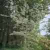 Un ZELKOVA serrata 'Variegata' d'une vingtaine d'années et d'environ 3,00 m de haut