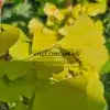 Gros plan sur le feuillage jaune du GINKGO biloba 'Ulrich's Gold'