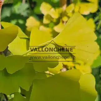 Nahaufnahme des gelben Laubes von GINKGO biloba 'Ulrich's Gold'