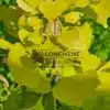 Feuillage estival jaune du GINKGO biloba 'Ulrich's Gold'