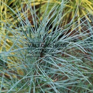 Bläuliche Nadeln von PINUS strobus'Blue Clovers'