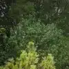 Un CORNUS sanguinea 'Compressa' d'environ 25 ans et d'une hauteur de 2 m