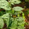 Feuillage estival vert foncé moucheté de blanc du DEUTZIA scabra 'Punctata'
