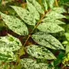 Feuillage estival vert foncé moucheté de blanc du DEUTZIA scabra 'Punctata'