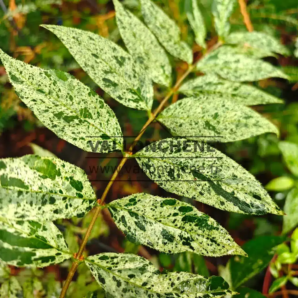 Feuillage estival vert foncé moucheté de blanc du DEUTZIA scabra 'Punctata'
