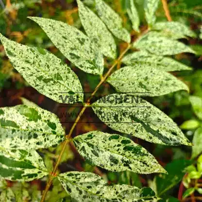 Feuillage estival vert foncé moucheté de blanc du DEUTZIA scabra 'Punctata'