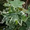 Close-up of variagated leaves of LIQUIDAMBAR styraciflua 'Silver King'