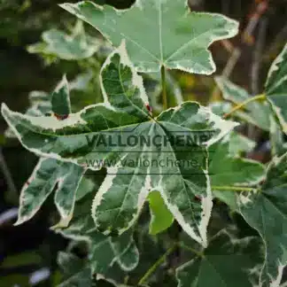 Gros plan sur le feuillage du LIQUIDAMBAR styraciflua 'Silver King'