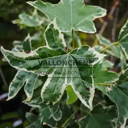 Close-up of variagated leaves of LIQUIDAMBAR styraciflua 'Silver King'