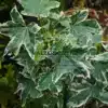 Green foliage with white edges of LIQUIDAMBAR styraciflua 'Silver King'