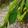 Grünes Laub an einem herabhängenden Ast von PRUNUS yedoensis 'Ivensii'