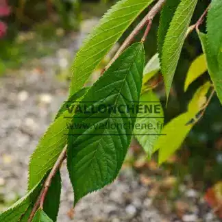 Feuillage vert sur la branche retombante du PRUNUS yedoensis 'Ivensii'