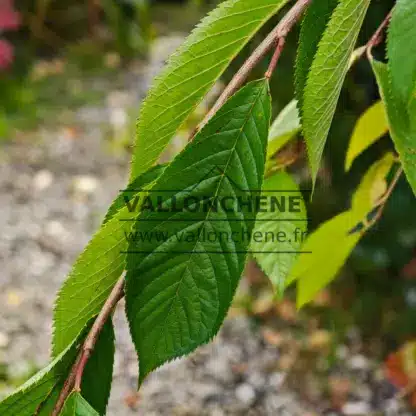 Grünes Laub an einem herabhängenden Ast von PRUNUS yedoensis 'Ivensii'