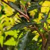 Feuillage finement découpé du FAGUS sylvatica 'Midnight Feather'