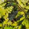 Feuillage finement découpé et bourgeon terminal du FAGUS sylvatica 'Midnight Feather'
