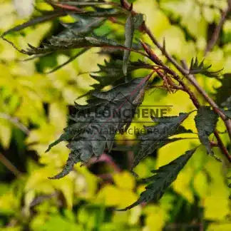 Feuillage finement découpé et bourgeon terminal du FAGUS sylvatica 'Midnight Feather'