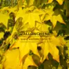 Gros plan sur le feuillage automnal d'un jaune intense de l'ACER cappadocicum 'Aureum' Gros plan sur le feuillage automnal d'un jaune intense de l'ACER cappadocicum 'Aureum'