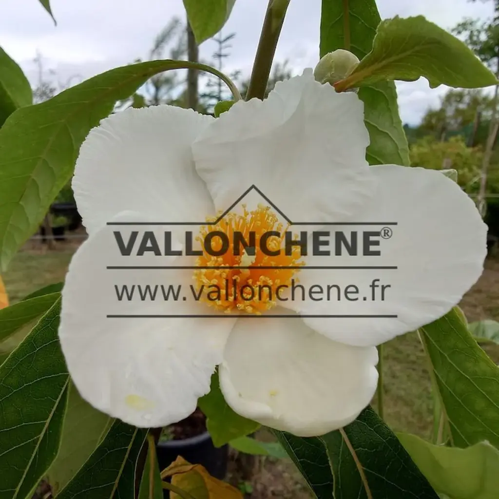 Fleurs blanches au cĆur jaune du FRANKLINIA alatamaha ressemblant en taille et forme Ă celle d'un camĂ©lia