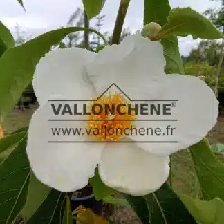 Fleurs blanches au cœur jaune du FRANKLINIA alatamaha ressemblant en taille et forme à celle d'un camélia