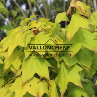 Nahaufnahme des gelben FrĂŒhlingslaubs mit blutroten Spitzen des ACER cappadocicum 'Aureum'