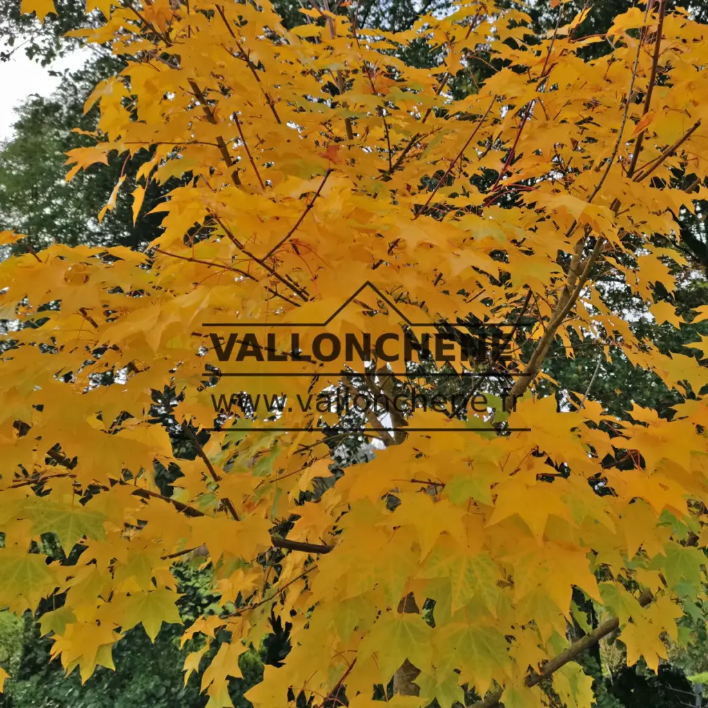 Feuillage de l'ACER cappadocicum 'Aureum' d'un jaune orange intense à son apogée en automne