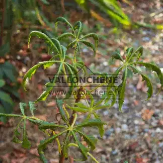 Nahaufnahme des fiederschnittigen Laubs von Aesculus hippocastanum f. laciniata