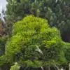 A beautiful CRYPTOMERIA japonica 'Little Champion' at Bedgebury National Pinetum A beautiful CRYPTOMERIA japonica 'Little Champion' at Bedgebury National Pinetum