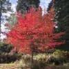 A NYSSA sylvatica 'Sheffield Park' in full autumn coloration at Bedgebury National Pinetum