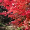 Fiery foliage of NYSSA sylvatica 'Sheffield Park' at Bedgebury National Pinetum
