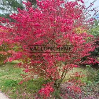 Ein prÀchtiger EUONYMUS alatus mit seiner HerbstfÀrbung in Sheffield Park
