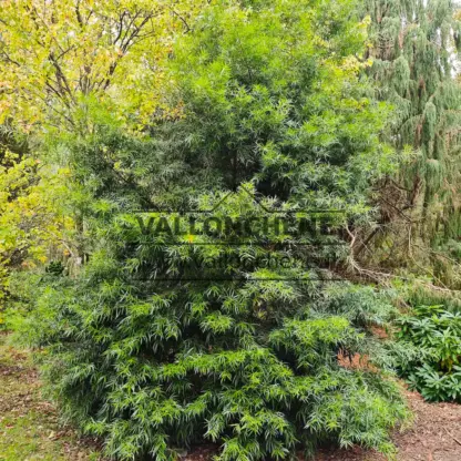 Un magnifique PODOCARPUS salignus en début d'autonme à Sheffield Park