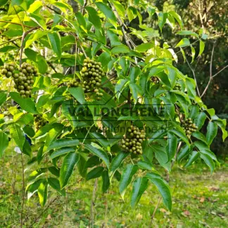 Grünes Laub mit den Früchten des PHELLODENDRON amurense