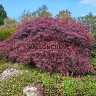 A stunning ACER palmatum ‘Inaba-Shidare’ in the rock garden at Emmets Garden