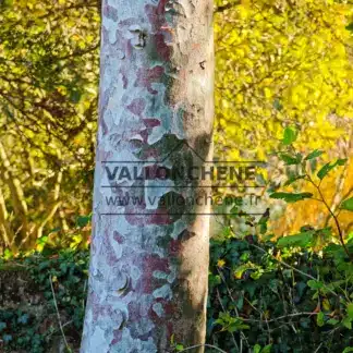 Nahaufnahme der Rinde des PINUS bungeana in Great Comp
