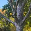 Superbe écorce du PINUS bungeana à Great Comp