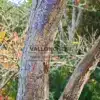 Écorce d'un MELIA azedarach à Lullingstone Castle