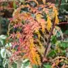 Autumn foliage of SORBUS aucuparia 'Chinese Lace' Autumn foliage of SORBUS aucuparia 'Chinese Lace'