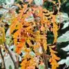 Autumn foliage of SORBUS aucuparia 'Chinese Lace' Autumn foliage of SORBUS aucuparia 'Chinese Lace'