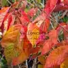Couleurs flamboyantes en jaune, orange, rose et rouge du PRUNUS 'Tai-Haku' Couleurs flamboyantes en jaune, orange, rose et rouge du PRUNUS 'Tai-Haku'