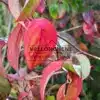 Feuillage automnal du CORNUS kousa 'Blue Shadow' dans les tons jaune, orange, rose et rouge