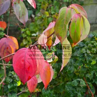 Laub von CORNUS kousa 'Blue Shadow' mit Herbsttönen