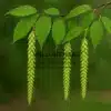Hojas y flores de un CARPINUS fangiana