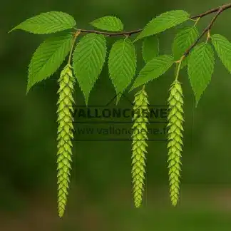 Feuilles et fleurs d'un CARPINUS fangiana