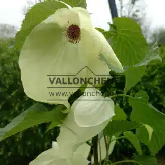 Weiße Blüten mit ihrem roten Zentrum des DAVIDIA involucrata 'Sonoma'