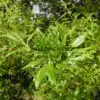 Spring foliage of QUERCUS x hispanica 'Waasland Select' in a soft, tender green. Spring foliage of QUERCUS x hispanica 'Waasland Select' in a soft, tender green.