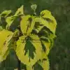 Feuilles du DAVIDIA Involucrata 'Lady Sunshine' peu après le débourrement (plus tard les bords jaunes deviennent blancs) Feuilles du DAVIDIA Involucrata 'Lady Sunshine' peu après le débourrement (plus tard les bords jaunes deviennent blancs)