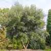 A QUERCUS x hispanica 'Waasland Select' about twenty years old in the Jardin de Vallonchêne A QUERCUS x hispanica 'Waasland Select' about twenty years old in the Jardin de Vallonchêne